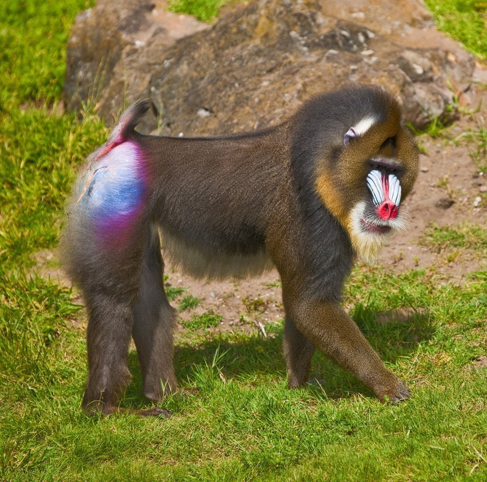 Мандрил обезьяна