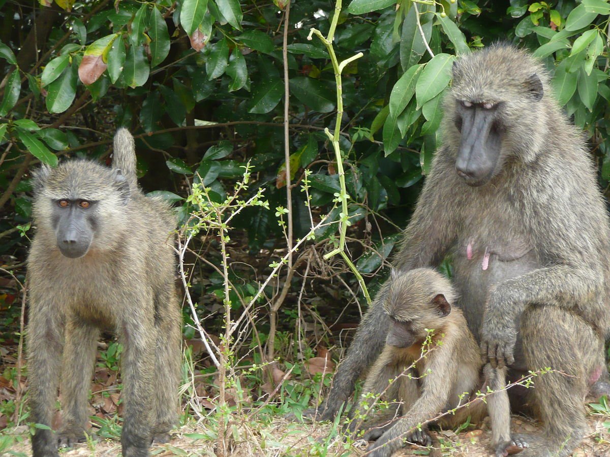Гваделупский гамадрил