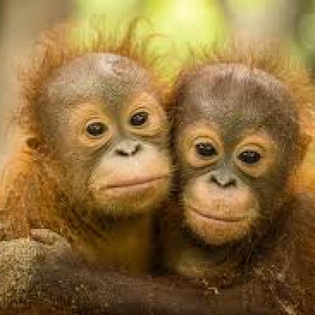 Труд из обезьяны сделал