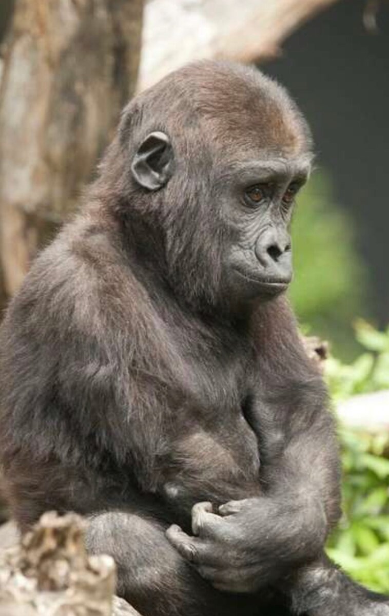 Грустный шимпанзе