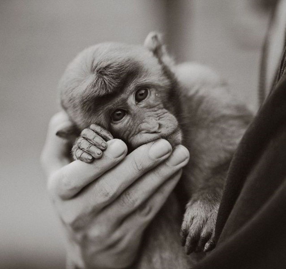 Обезьяна грустит