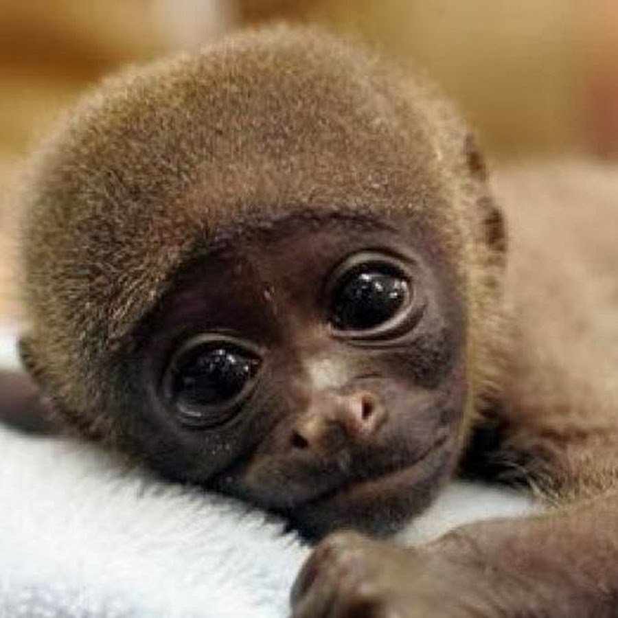 Милые обезьянки