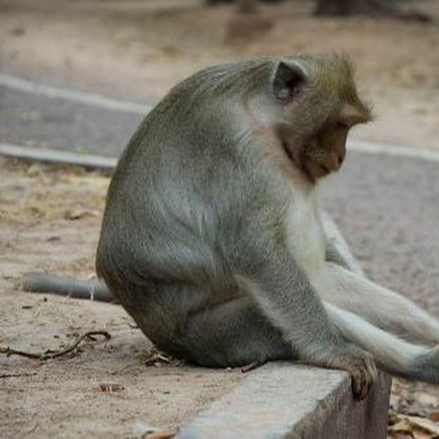 Обезьяна сидит руки в стороны