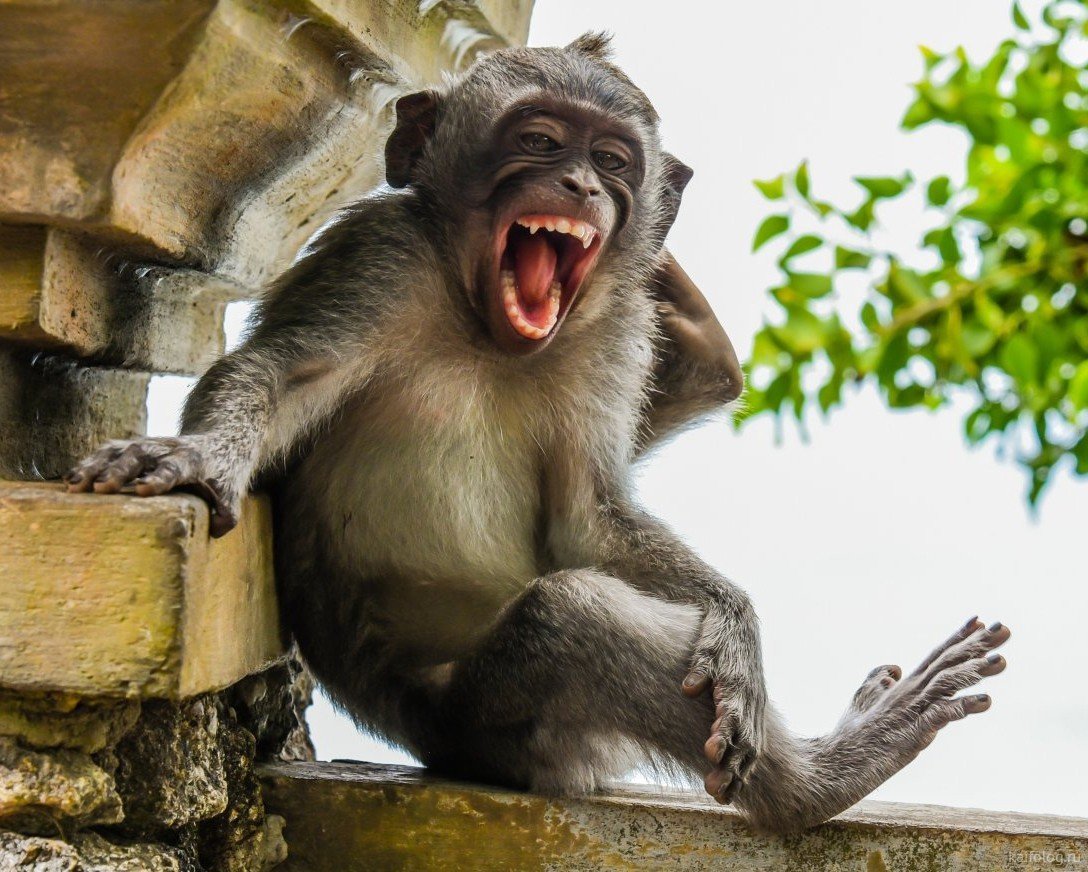 Грустная обезьянка мультяшная