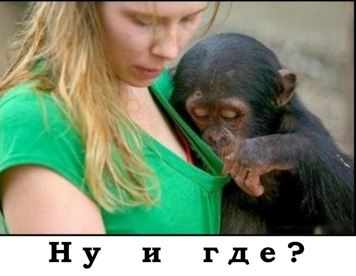 Эстетика животные в клетке