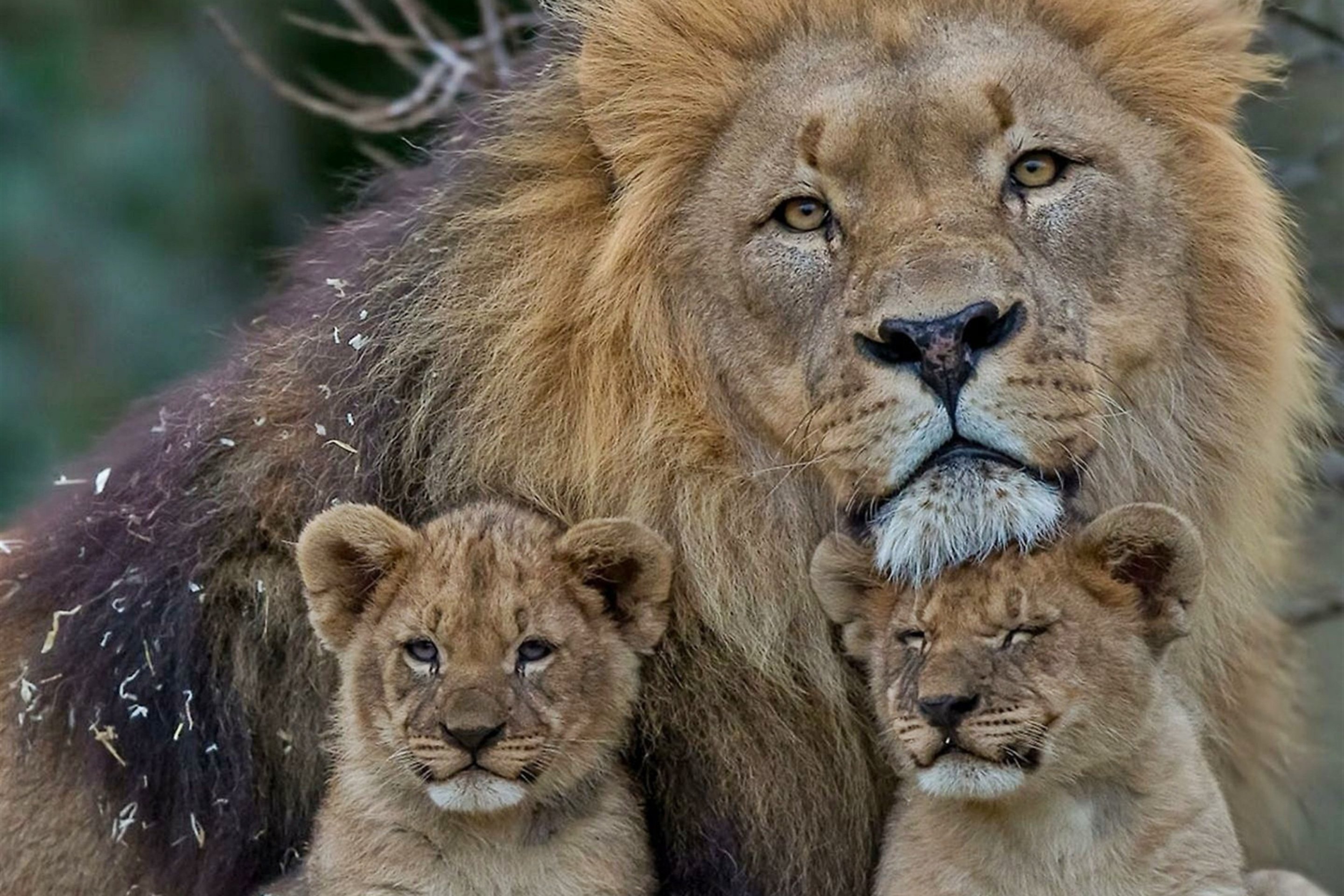Зверей папа звере мама. Лев львица и Львенок. Лев львица и 2 львенка. Лев львица и 4 львенка. Семья Лев львица и два львенка.