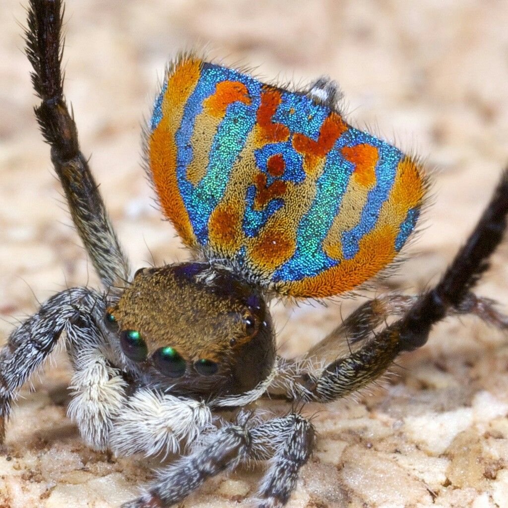 Паук Павлин размер