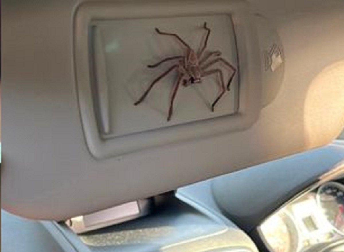 Паук Хантсмен Австралии