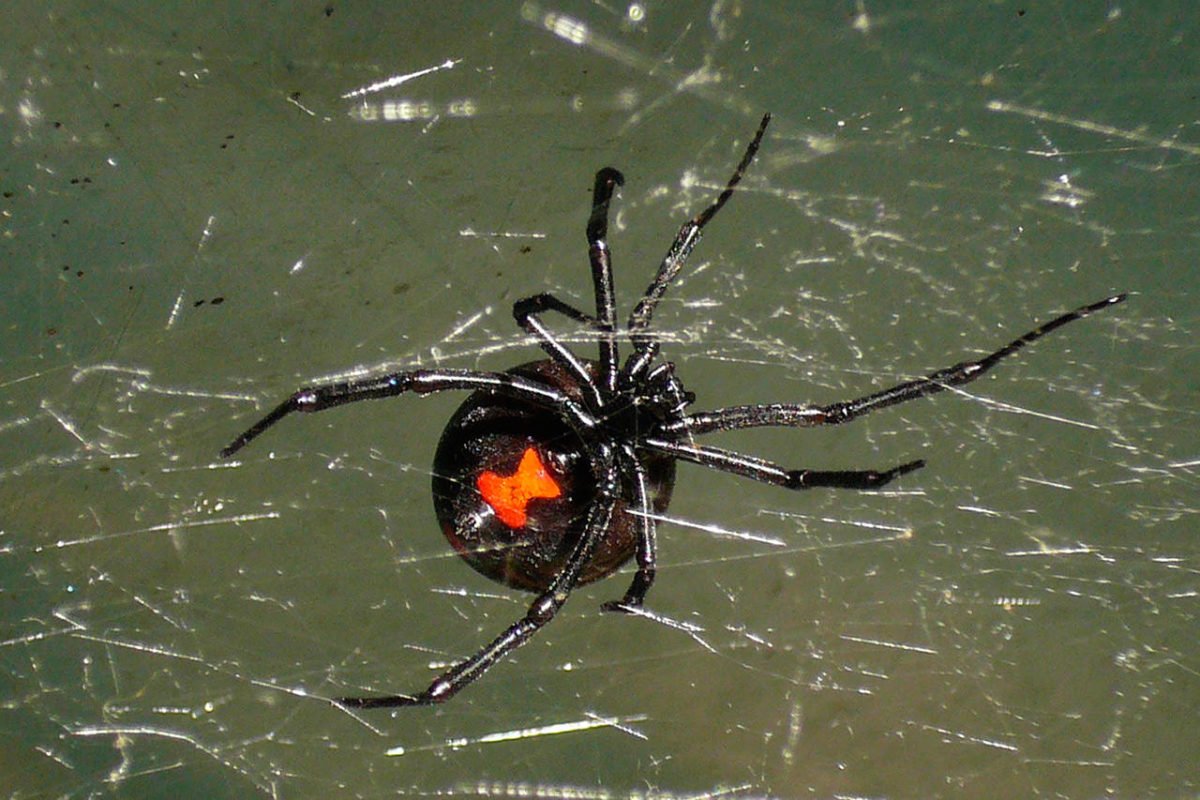 Панцирные пауки