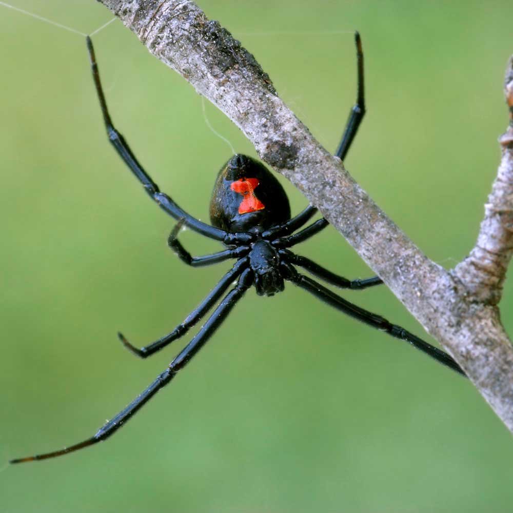 Каракурт паук кокон