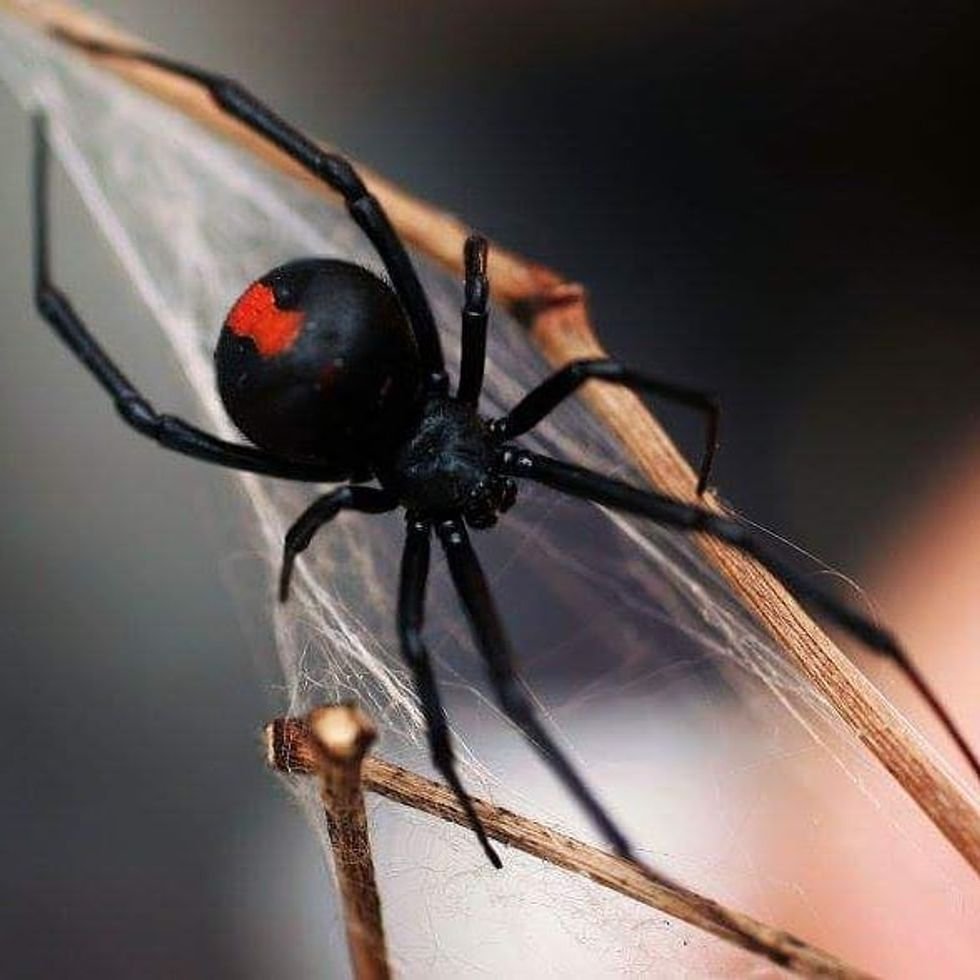 Паук вдова референс