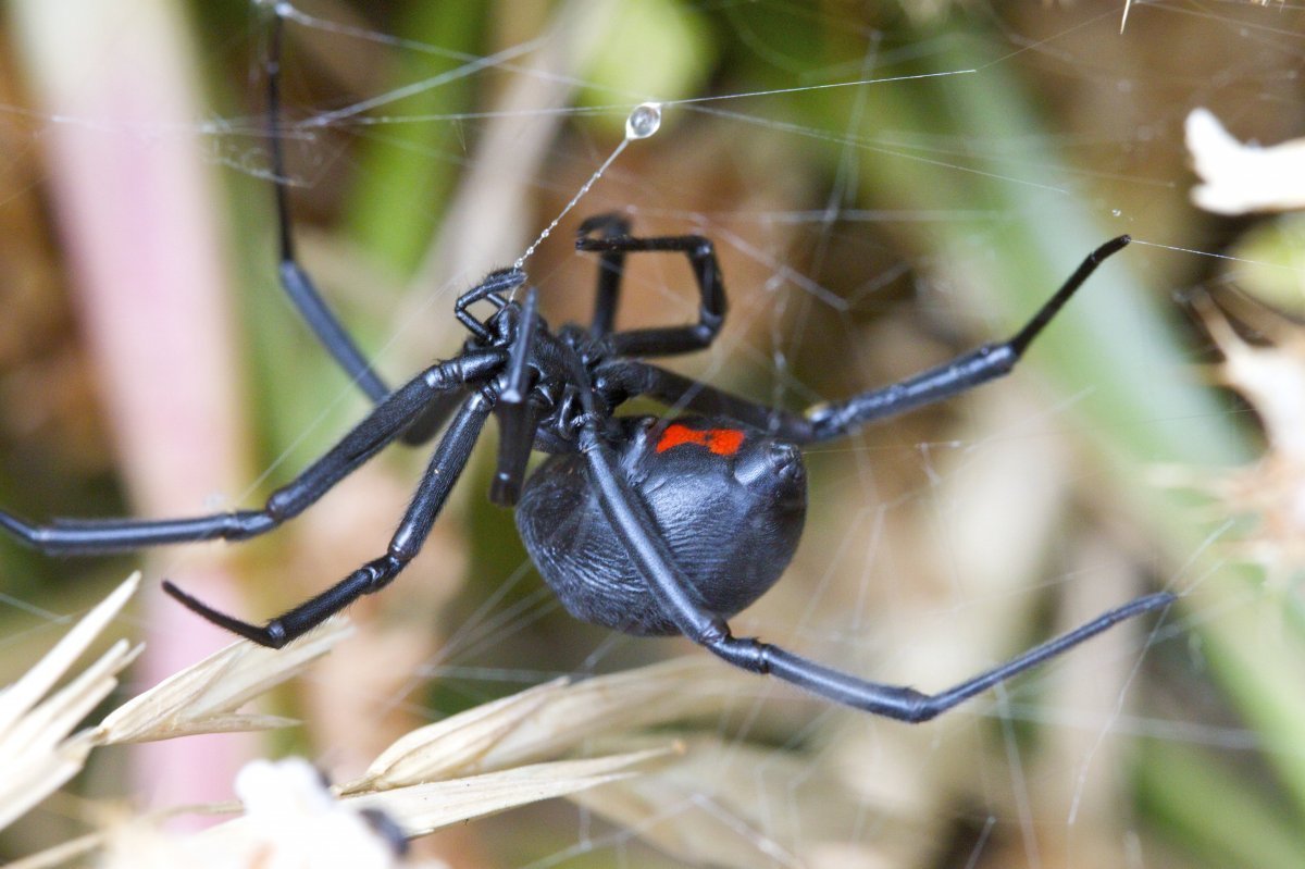 Паук австралийская вдова (красноспинный паук)(Latrodectus hasselti)
