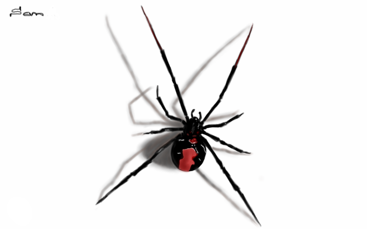 Черная вдова фото