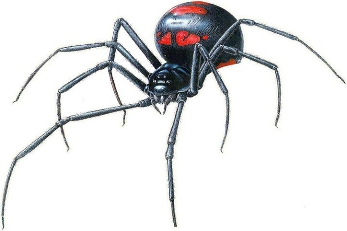 Чёрная вдова паук Членистоногие