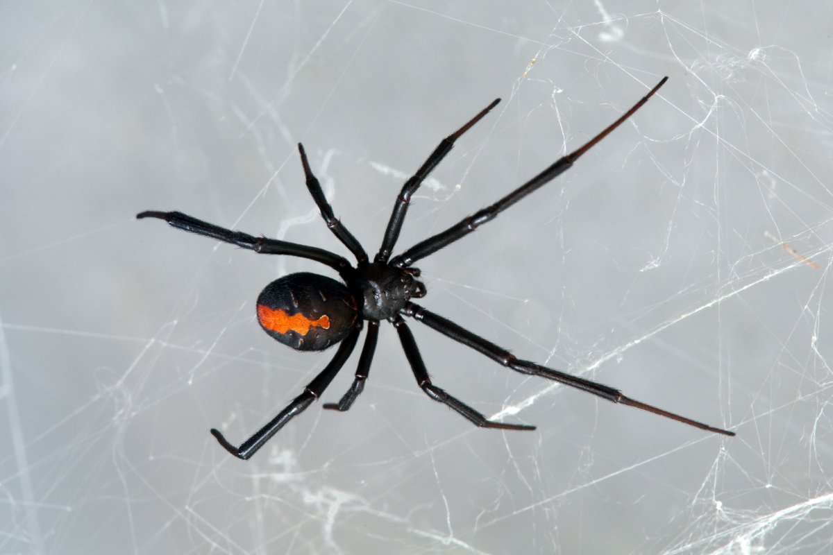 Latrodectus hasselti паук