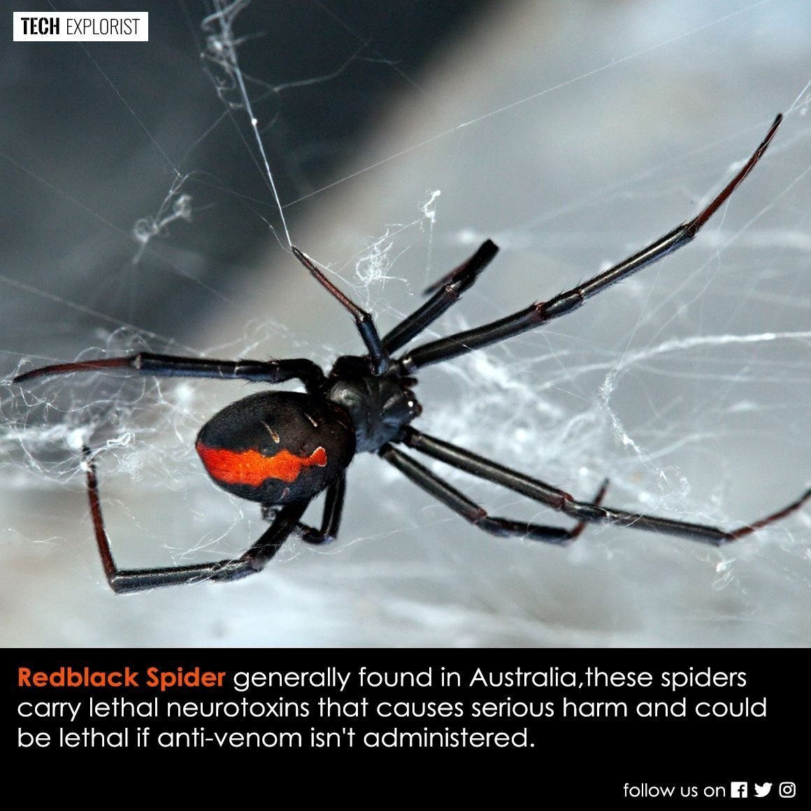 Hansa паук черная вдова, 40 см