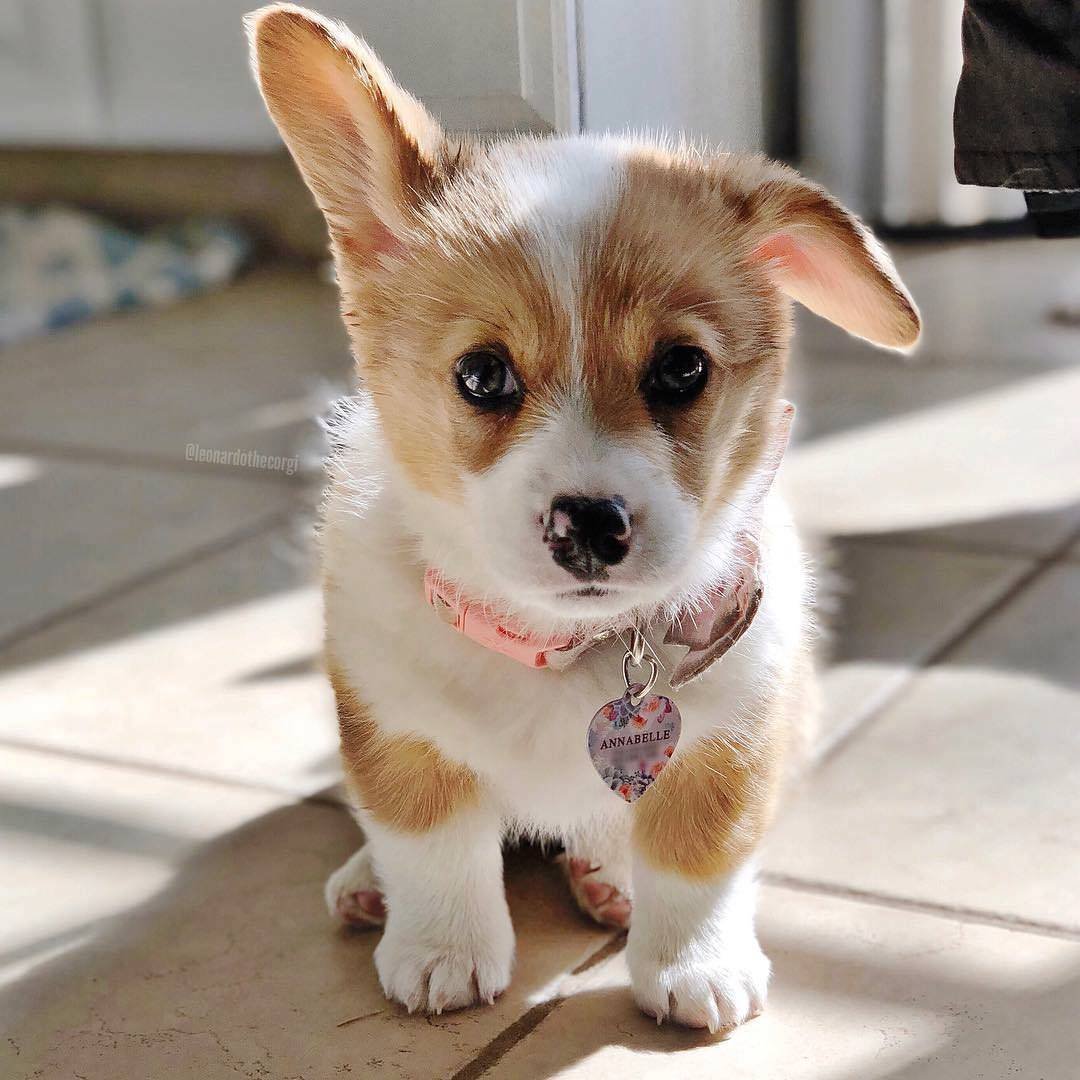 Щенок корги