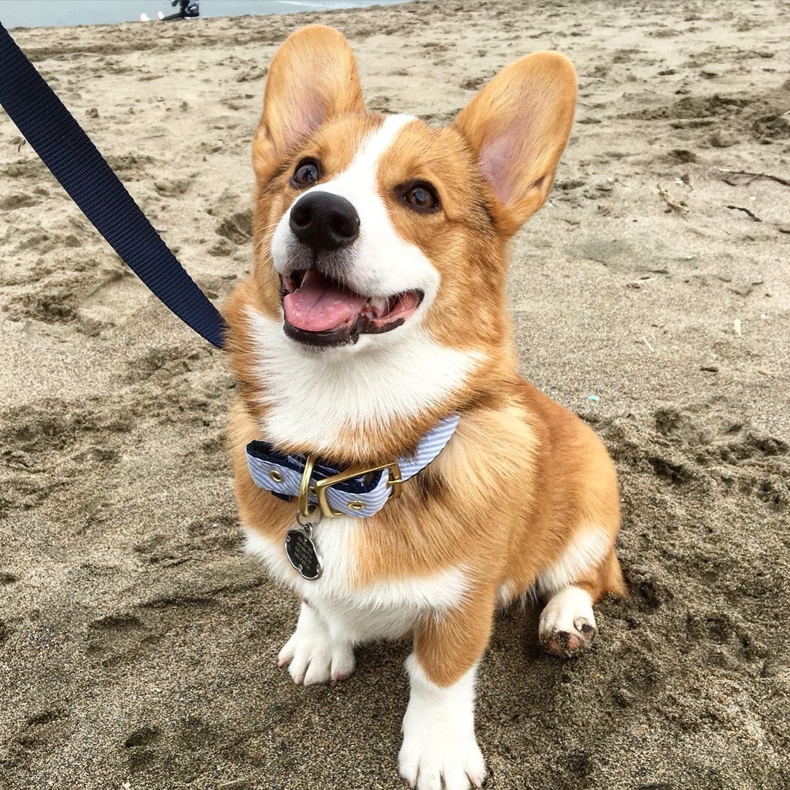 Веселый вельш корги