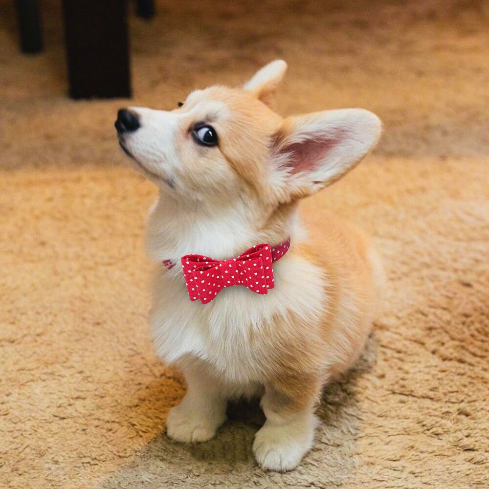 Корги альбинос