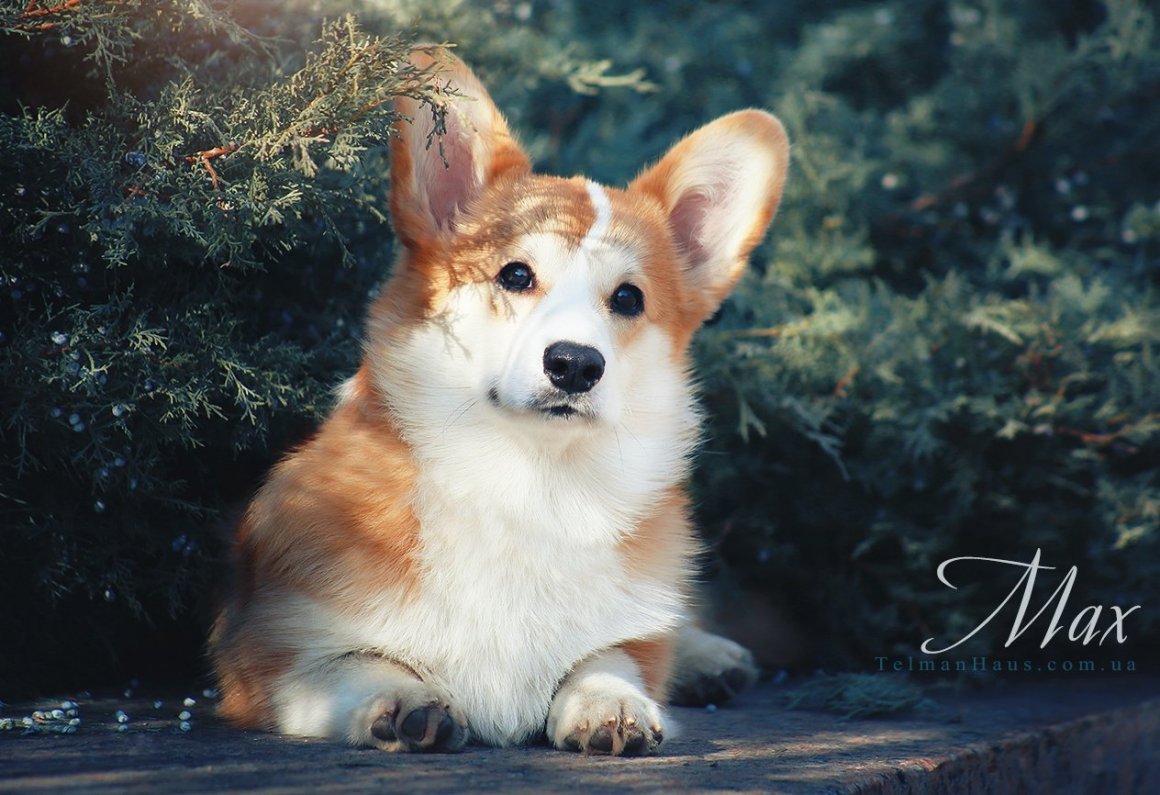 Вельш корги кардиган рыжий