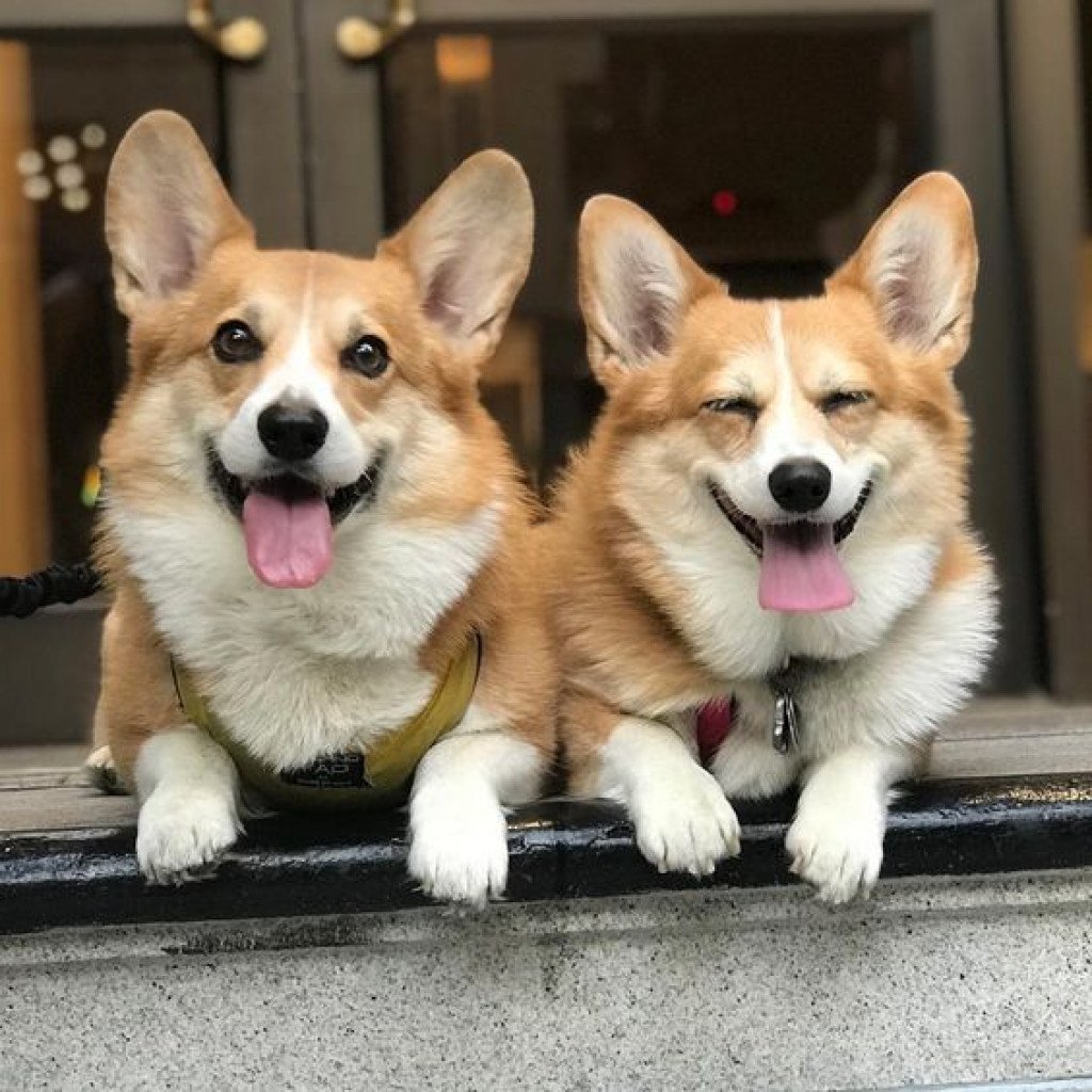 Собаки породы вельш корги пемброк