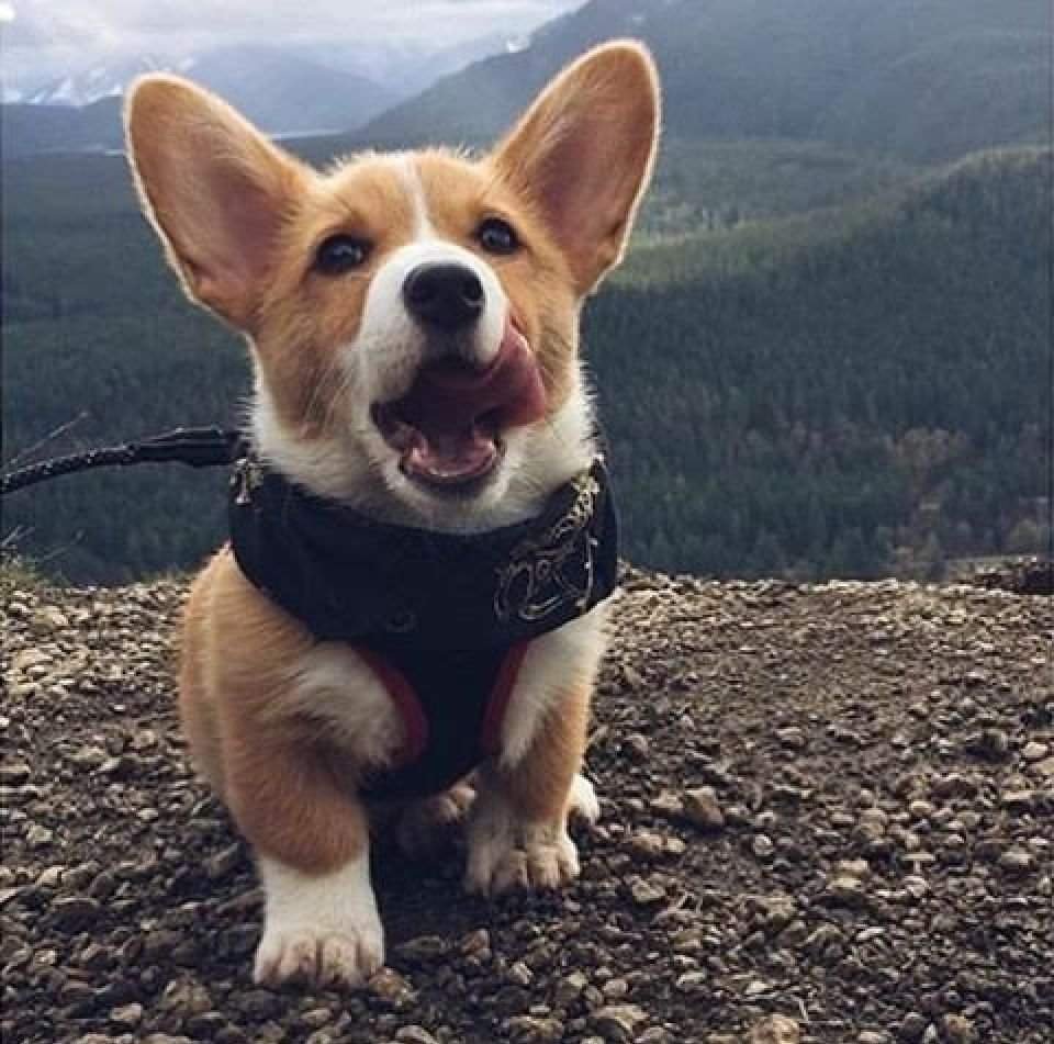 Милые наклейки