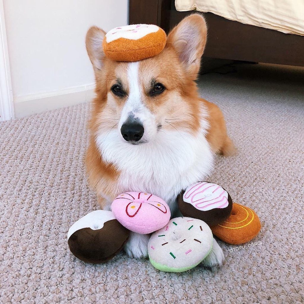 Вельш корги фото