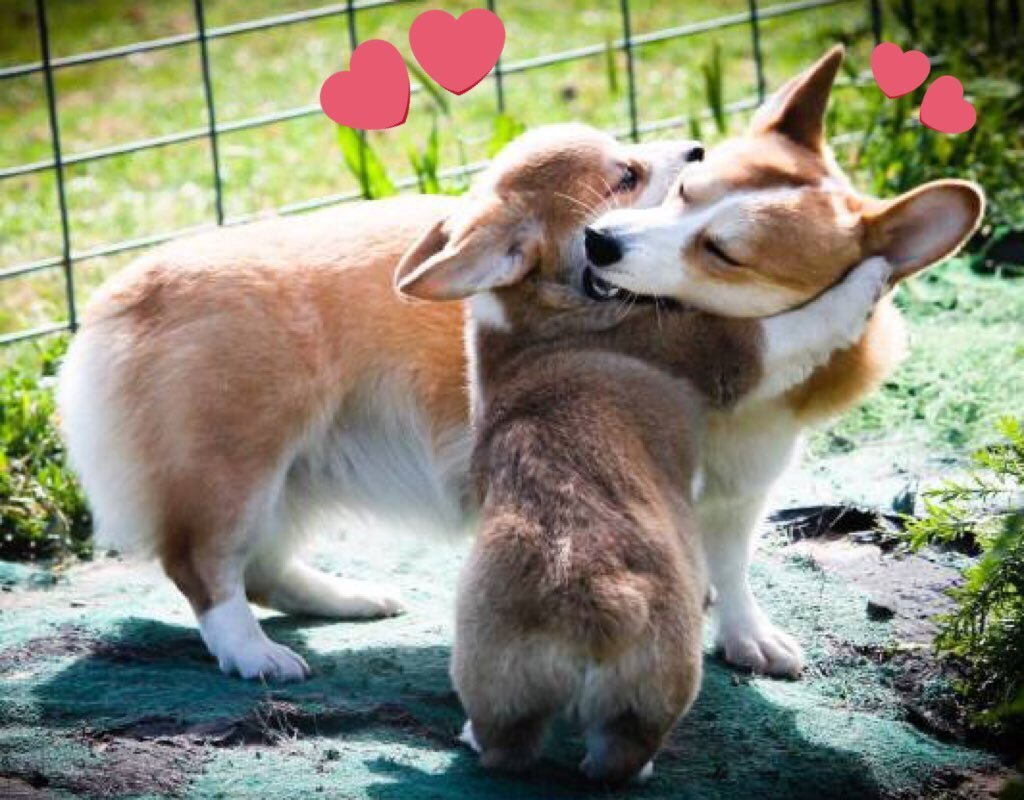 Вельш корги пемброк