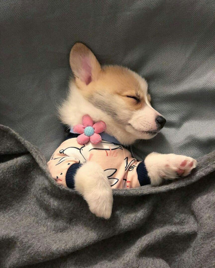 Корги aesthetic