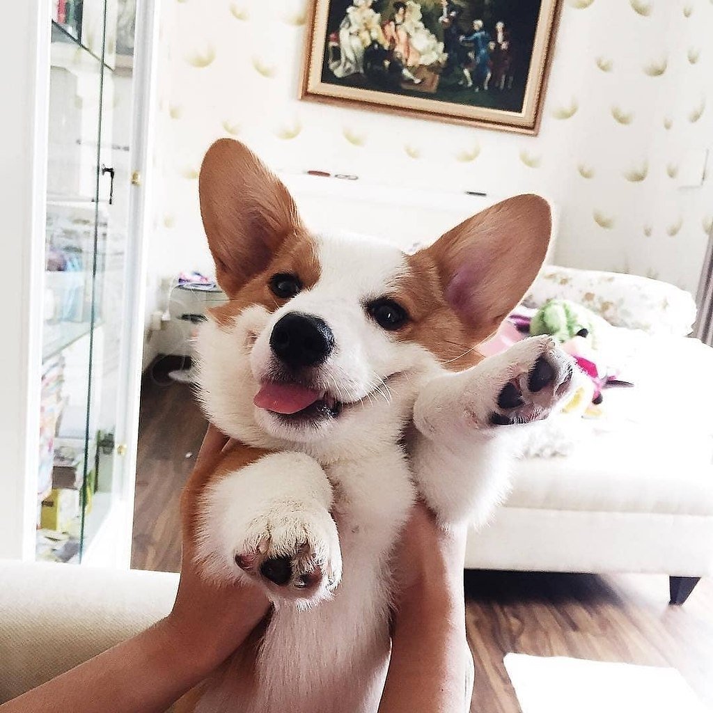 Хозяин идиот корги