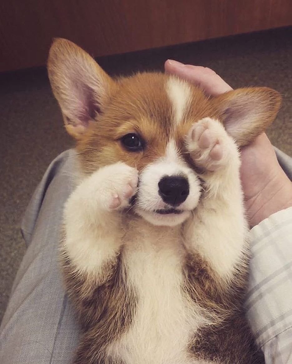 Корги няшный