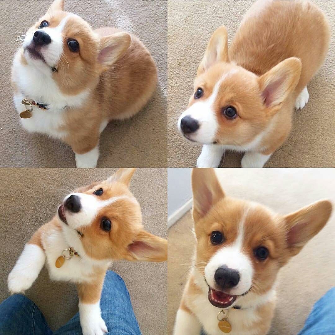 Корги на лугу