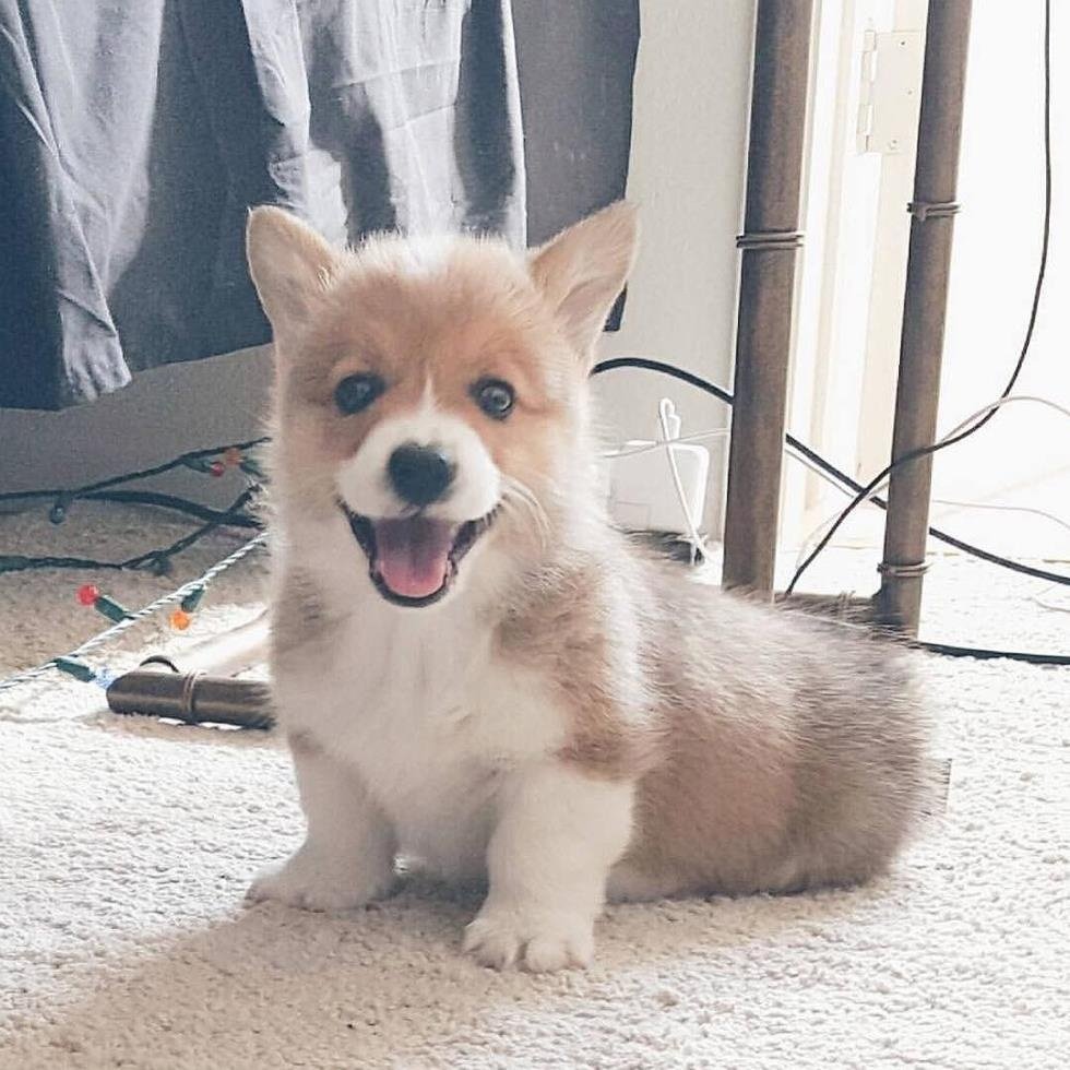 Корги aesthetic