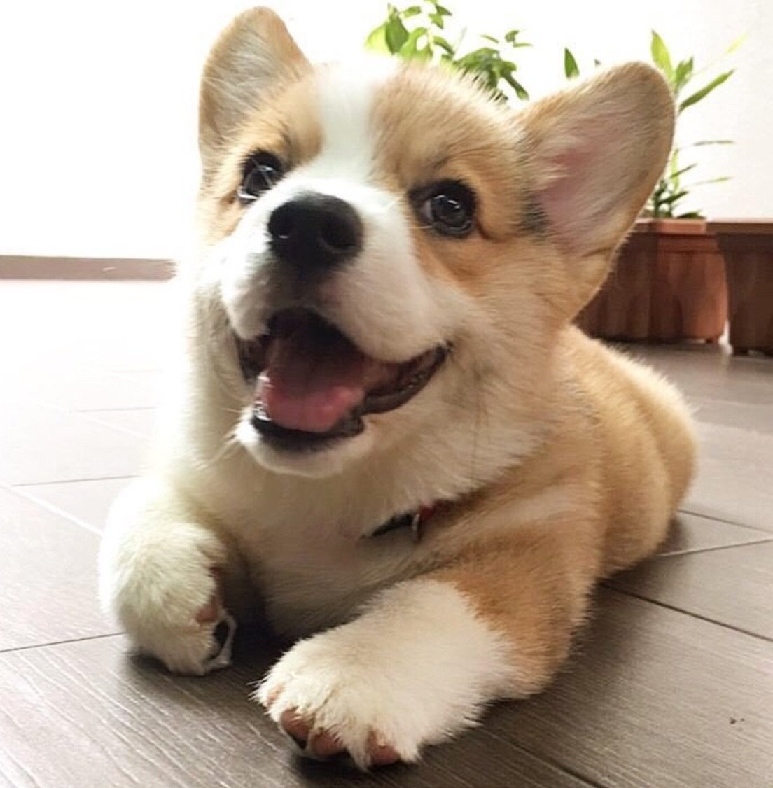 Вельш корги щенки