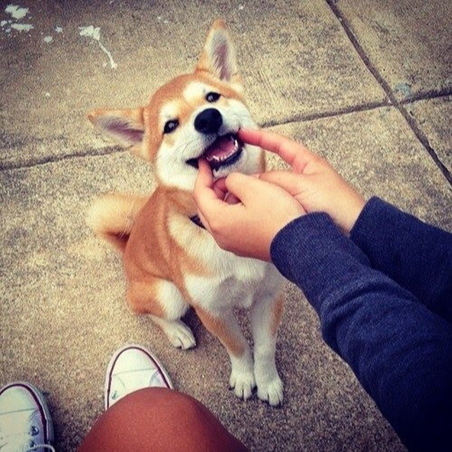 Ну и рожа у тебя Шарапов