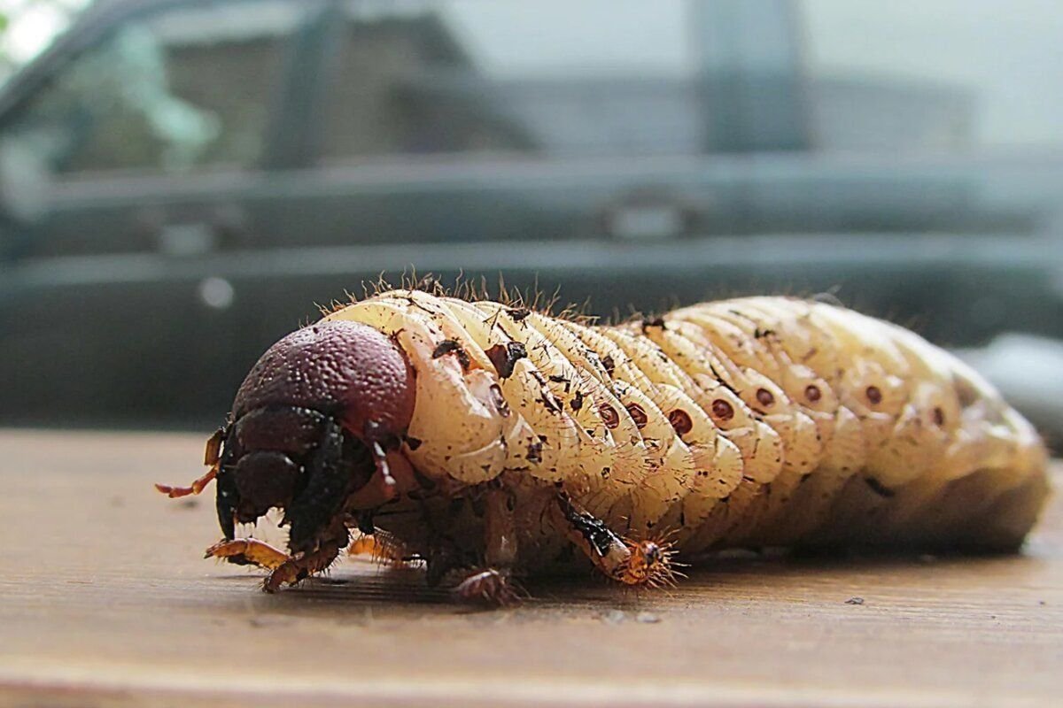 Тачка медведка