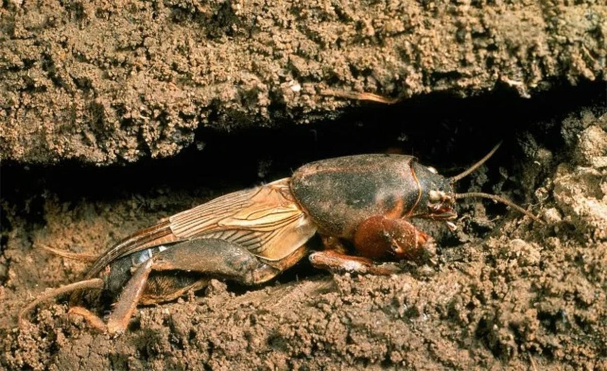 Личинки майского жука едят корни