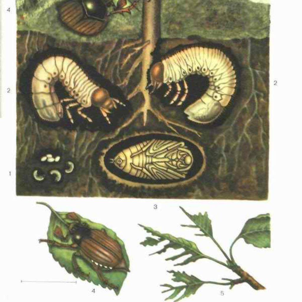 Гусеница проволочник