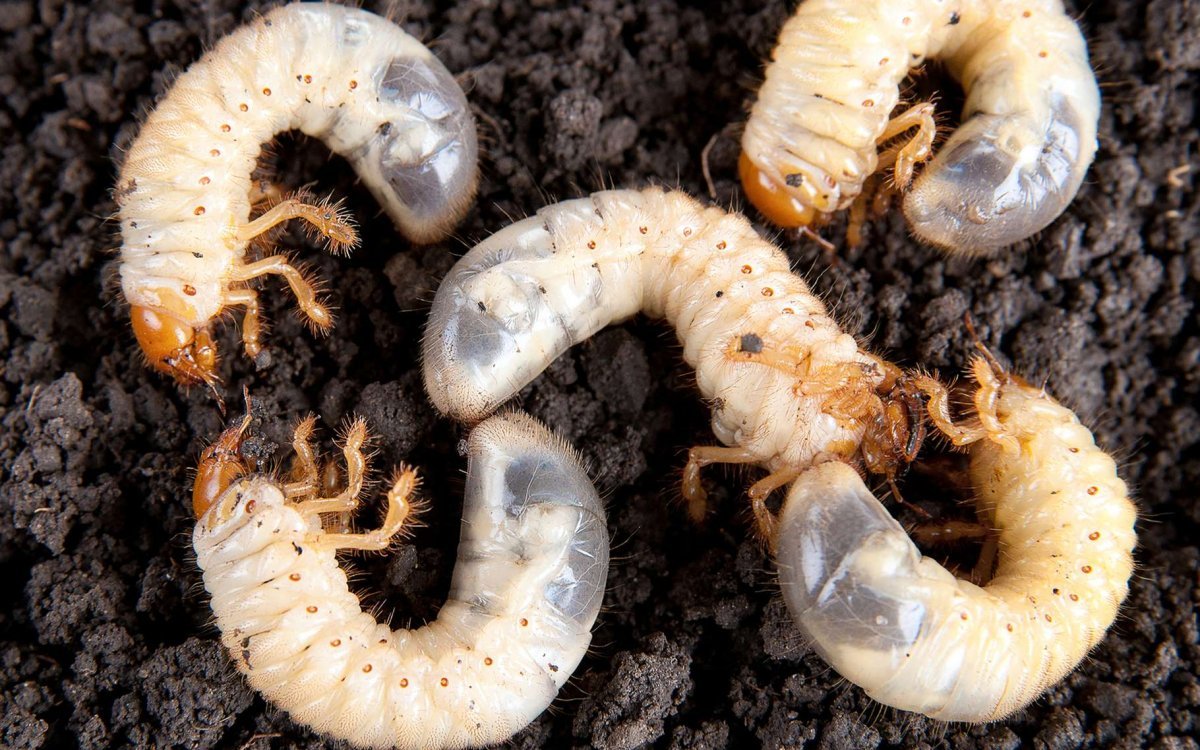 Сверчок медведка