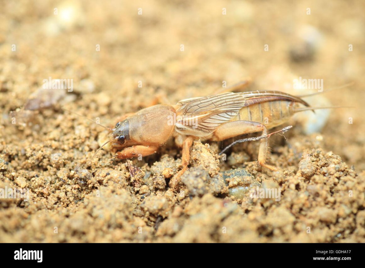 Медведка личинки медведки