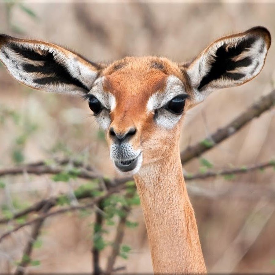 Антилопа с большими ушами
