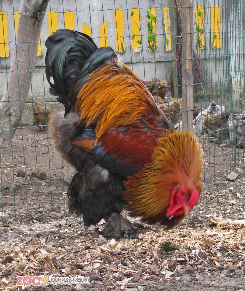 Куры и петухи Брама