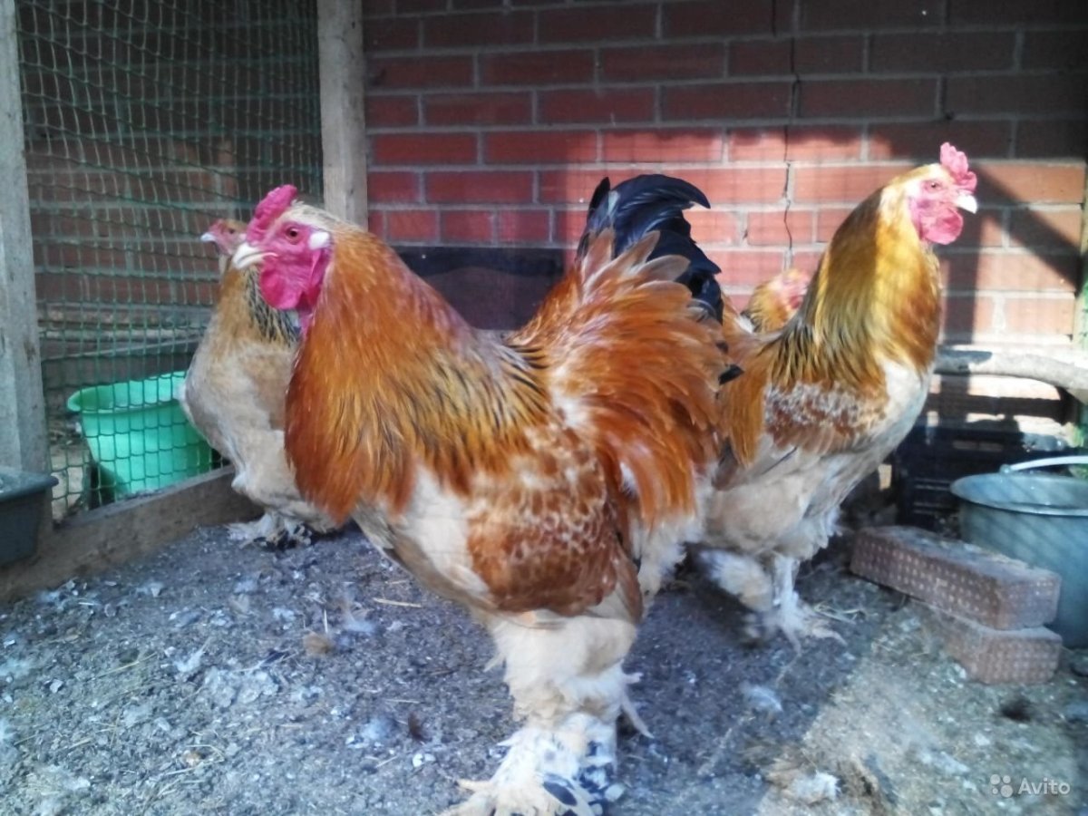 Брама кохинхин Фавероль