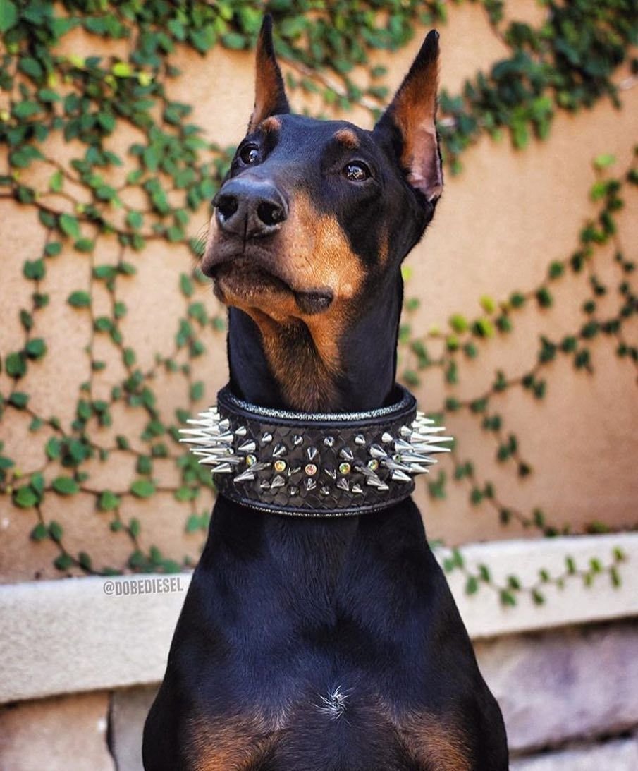 Гэри Доберман