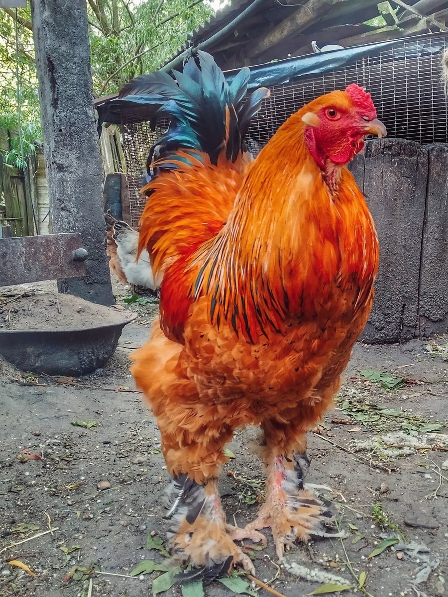 Породы петухов породы Питт