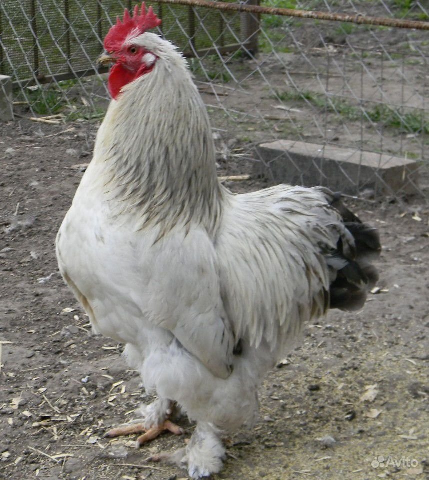 Турецкий кохинхин Брама