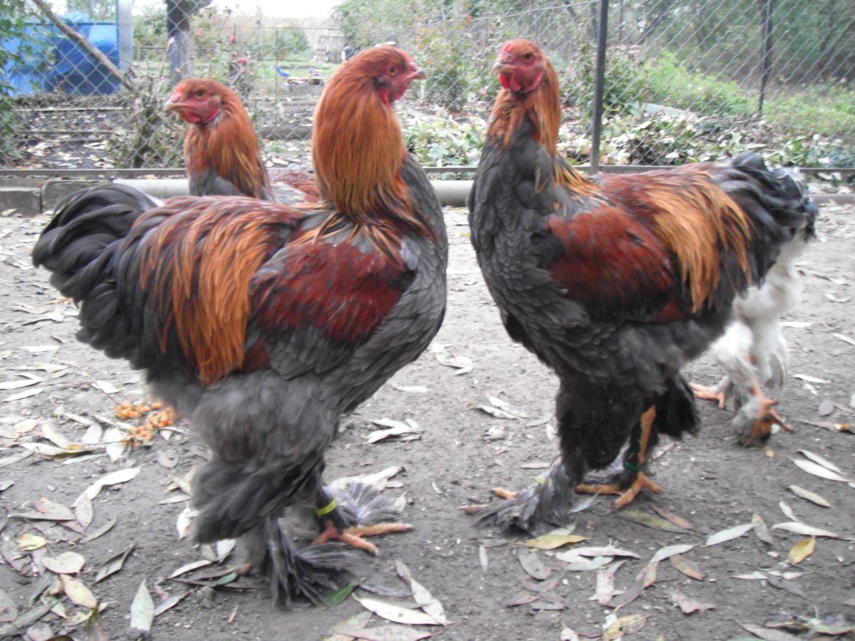 Брама Изабелла куропатчатая