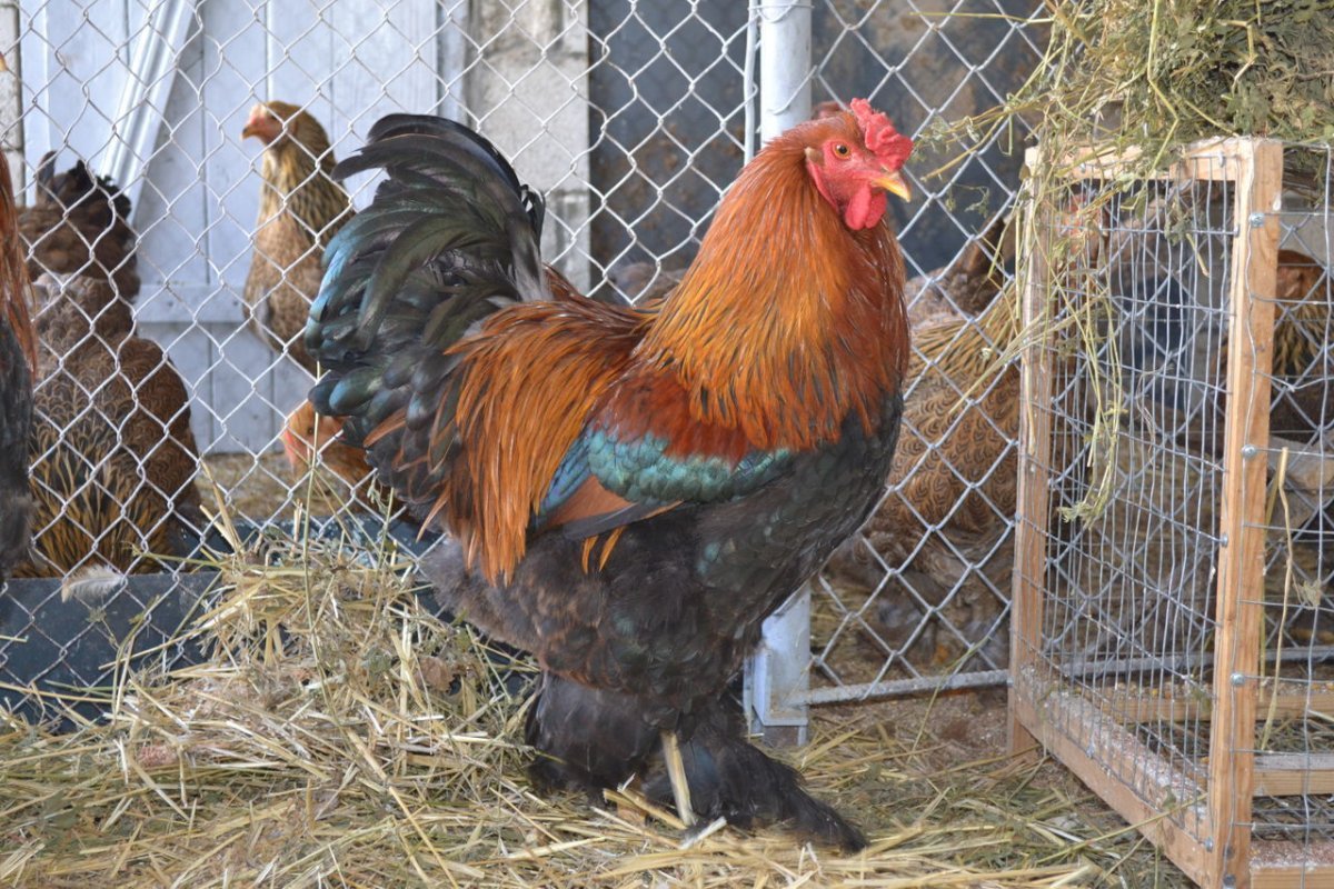 Петух Брама куропатчатая