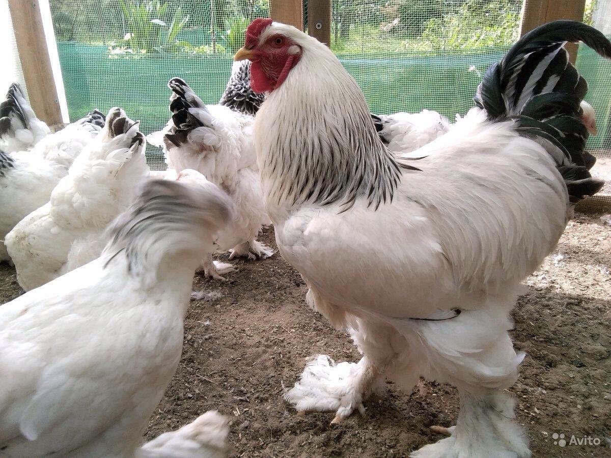 Куры Брама светлая