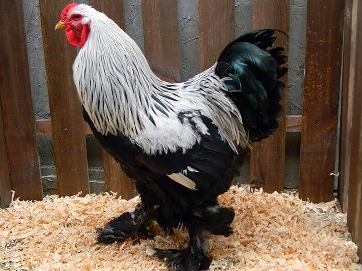 Петух Брама черный